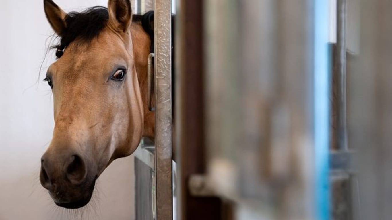 Ein Zirkuspferd schaut auf der Circus Krone Farm aus seiner Box