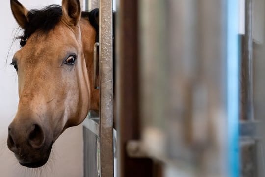 Ein Zirkuspferd schaut auf der Circus Krone Farm aus seiner Box