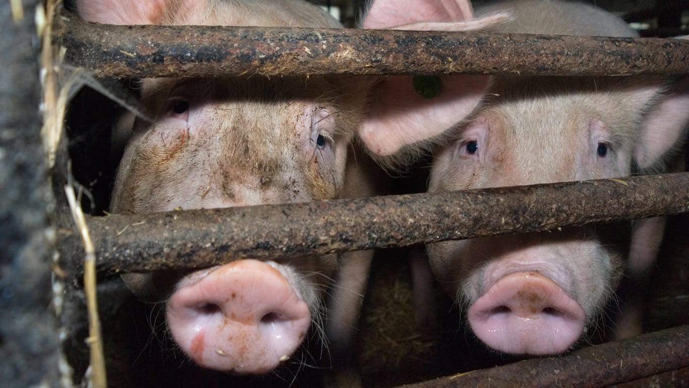 In China haben Forscher ein neues Schweinegrippe-Virus entdeckt. Es könnte dem Menschen gefährlich werden.