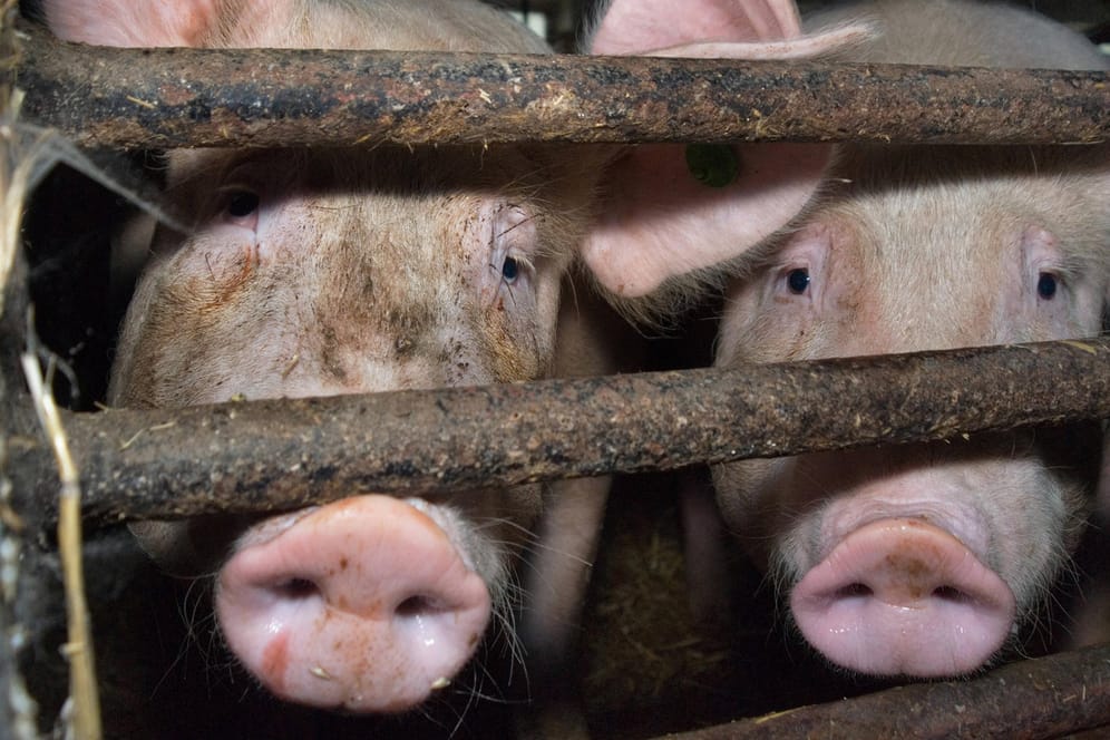In China haben Forscher ein neues Schweinegrippe-Virus entdeckt. Es könnte dem Menschen gefährlich werden.