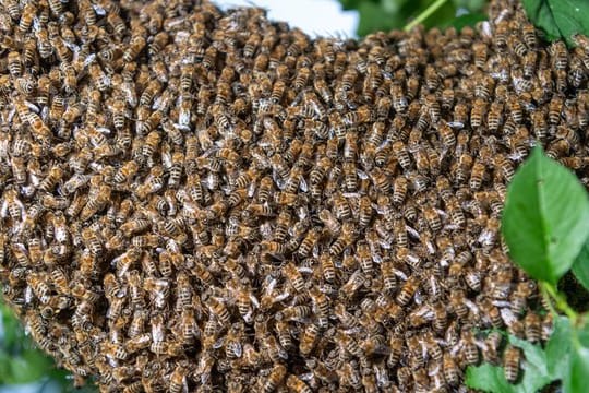 Bienenschwarm