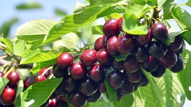 Schlechte Ernte: Obstbauern erwarten 2020 eine geringere Kirschernte als im Vorjahr.