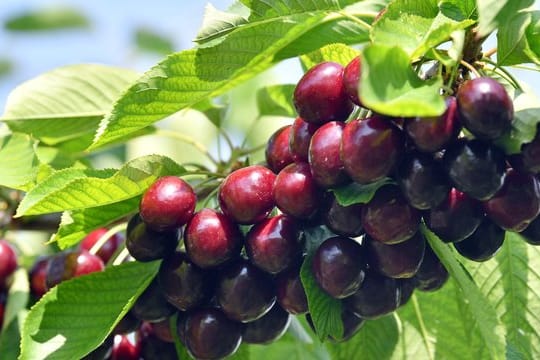 Schlechte Ernte: Obstbauern erwarten 2020 eine geringere Kirschernte als im Vorjahr.