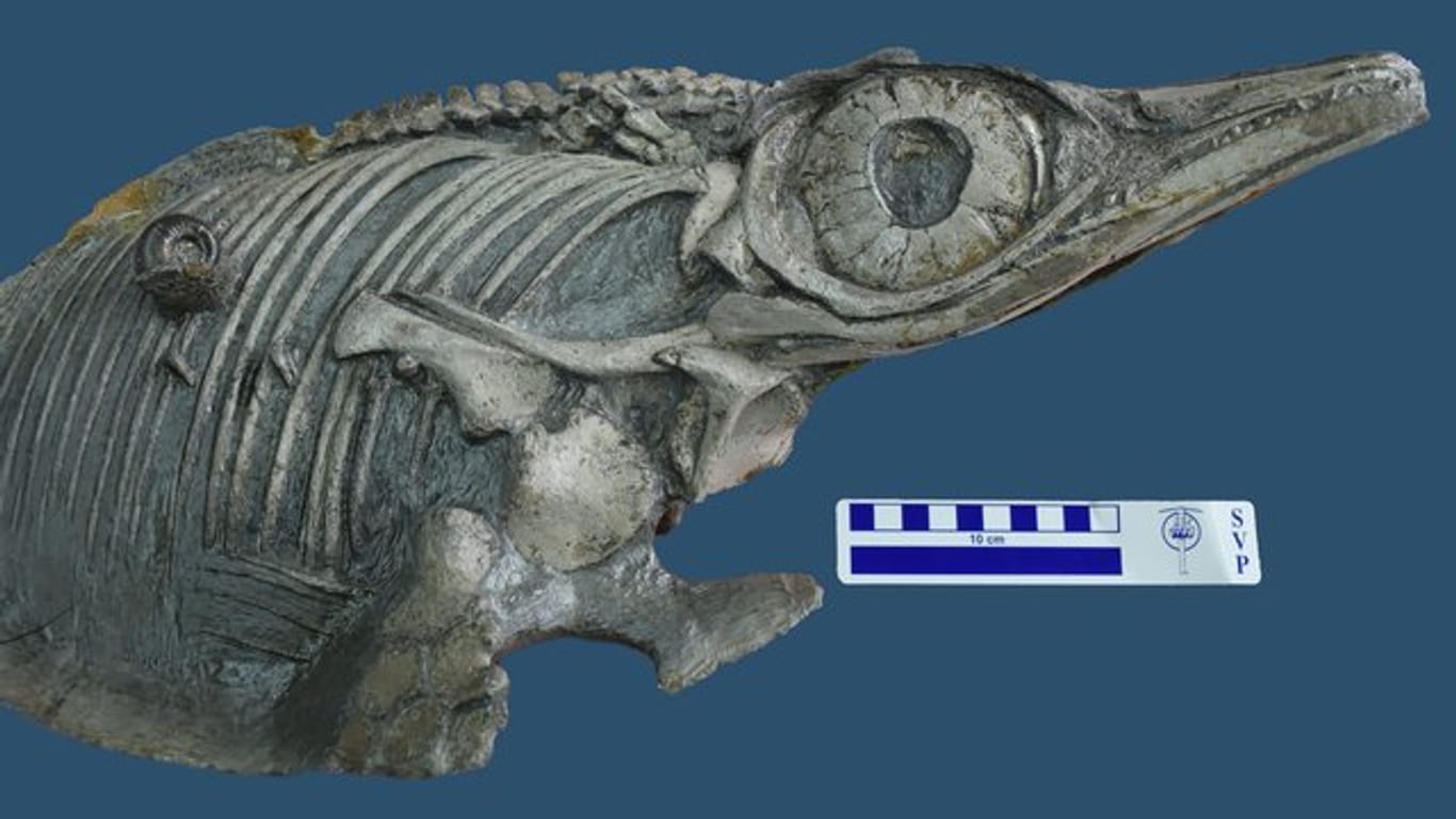 Die neu entdeckte Fischsaurier-Art Hauffiopteryx altera.