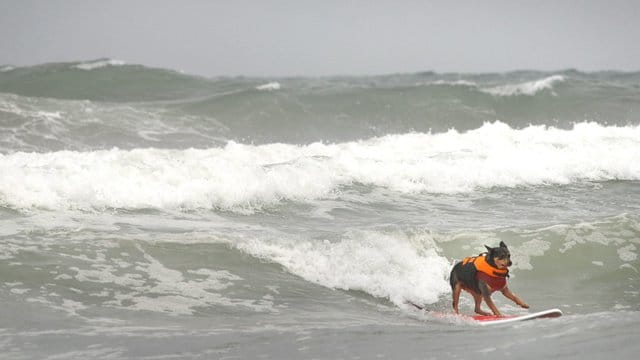 Hund Abbie Girl nahm am Loews-Hunde-Surfwettbewerb am Imperial Beach in Kalifornien teil. Hund Abbie Girl nahm am Loews-Hunde-Surfwettbewerb am Imperial Beach in Kalifornien teil.