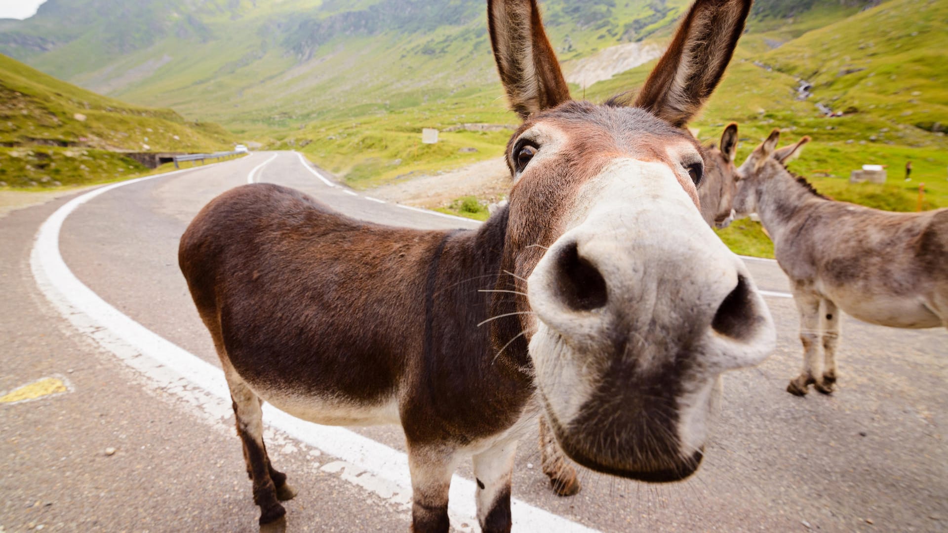 Funny donkey on road