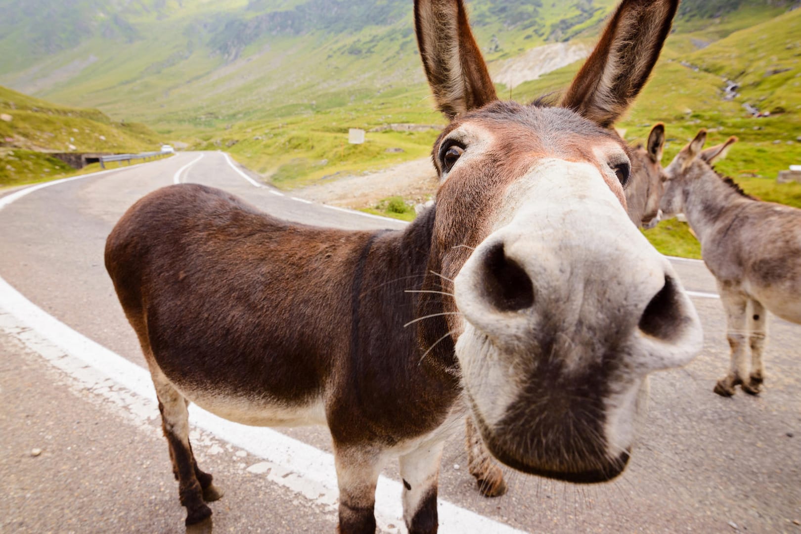 Funny donkey on road