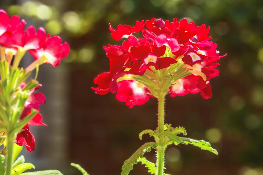 Sonneneinstrahlung: Das richtige Gießen an heißen Tagen kann Pflanzen vor irreversiblen Schäden bewahren.