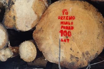 Ein Baumstamm mit der polnischen Aufschrift "Dieser Baum war mehr als 100 Jahre alt".