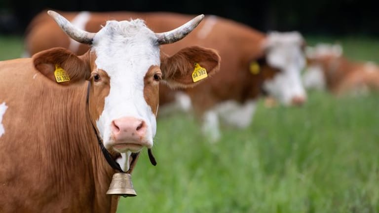 Eine Kuh: Bei einer neuen Challenge auf TikTok sollen Nutzer Kühe erschrecken.