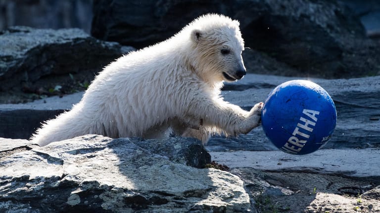 Die kleine Eisbärin Hertha tobt mit einem Ball durch das Freigehege im Tierpark Berlin: Der Tierpark wird nun 65 Jahre alt.