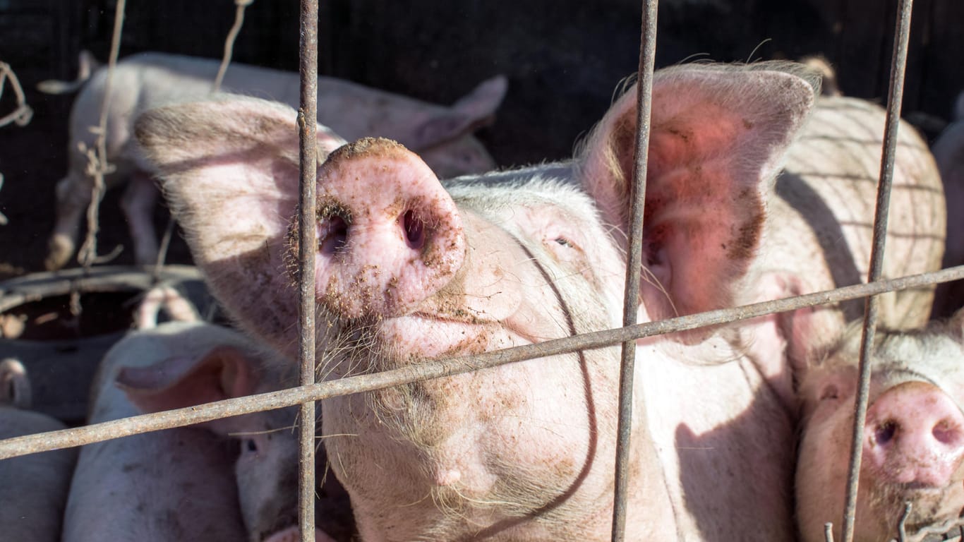 Schweine: Das neue G4-Virus wurde in Asien gemeldet.
