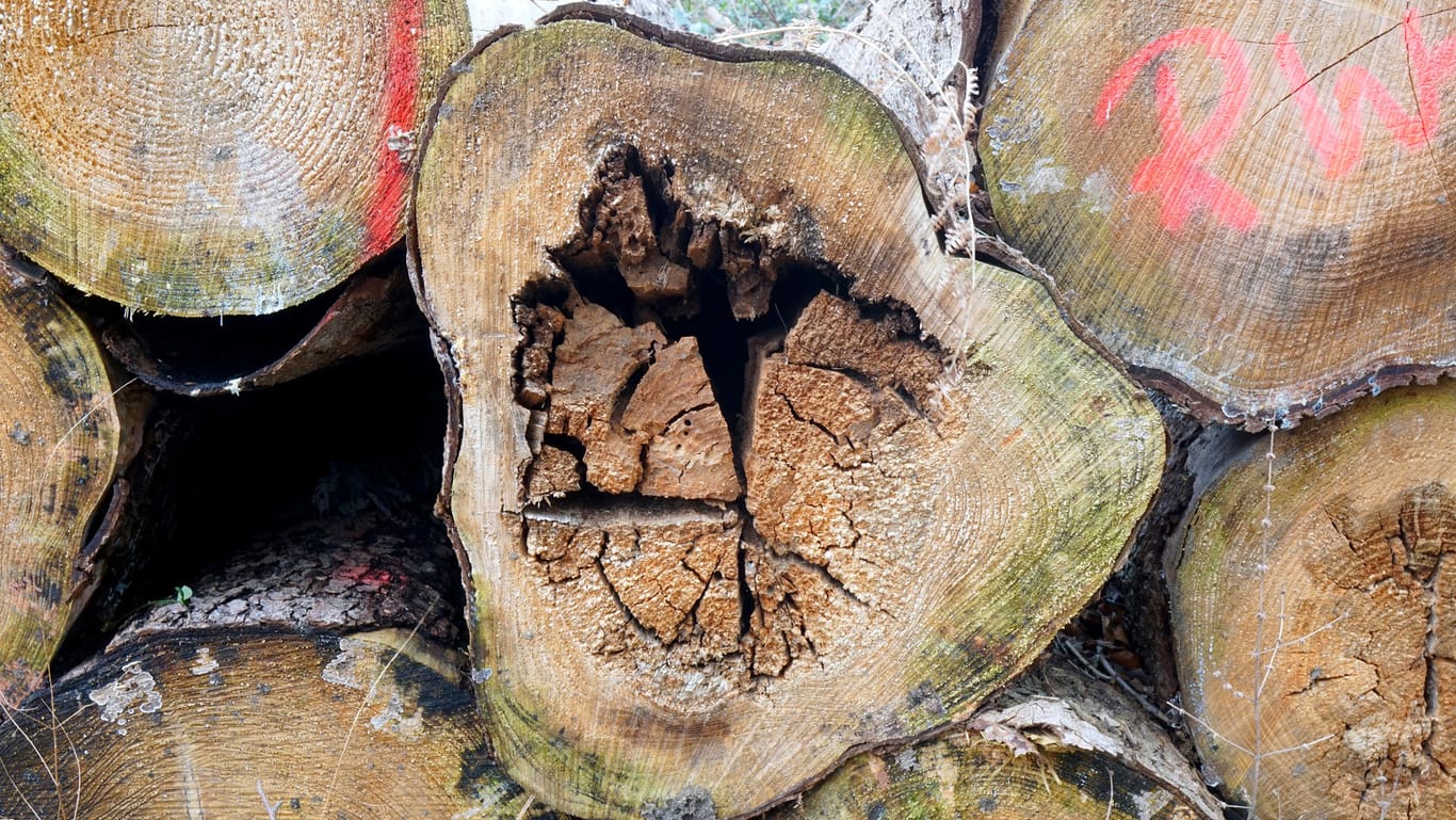 Baumsterben: Extreme Trockenheit und Hitze kann die Bestände stark schwächen.