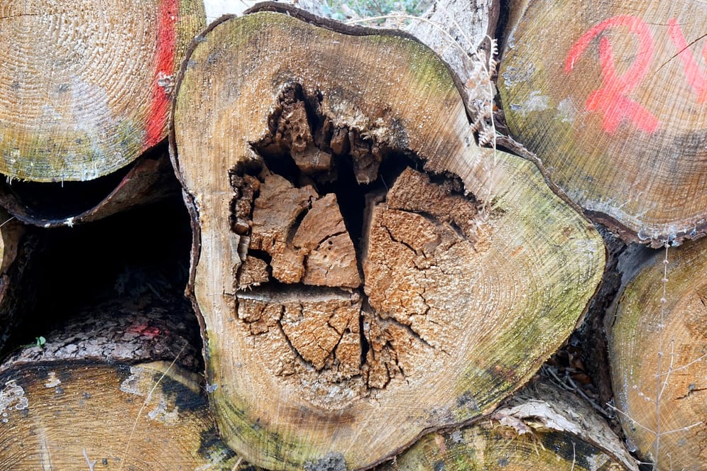 Baumsterben: Extreme Trockenheit und Hitze kann die Bestände stark schwächen.