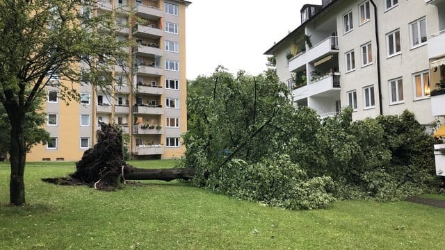 Im Stadtteil Untergiesing sind bei einem Gewitter Bäume entwurzelt worden: Die Feuerwehr musste hier mehrmals ausrücken.