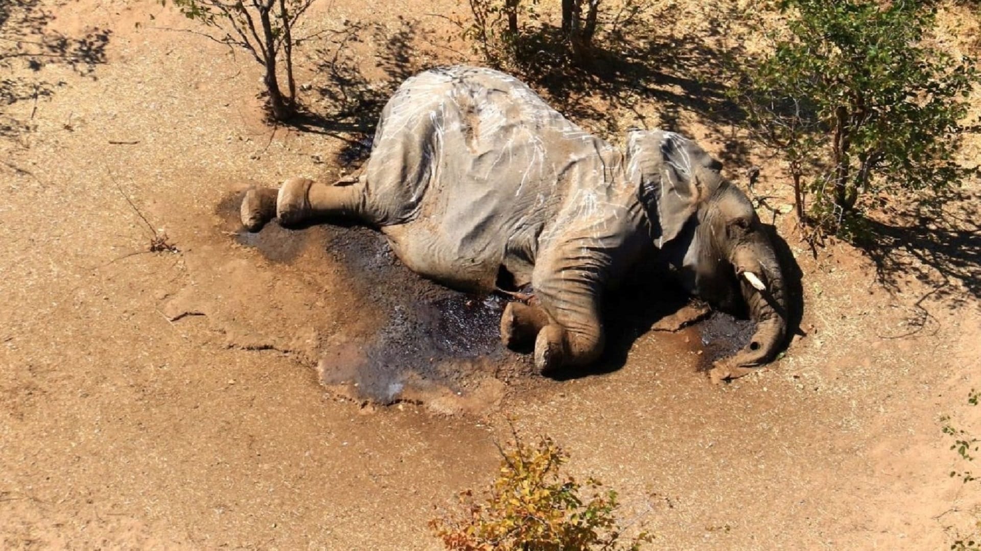 Rätselhaftes Massensterben: Aufnahmen aus der Luft zeigen zahlreiche tote Elefanten im Okavango-Delta in Botsuana.