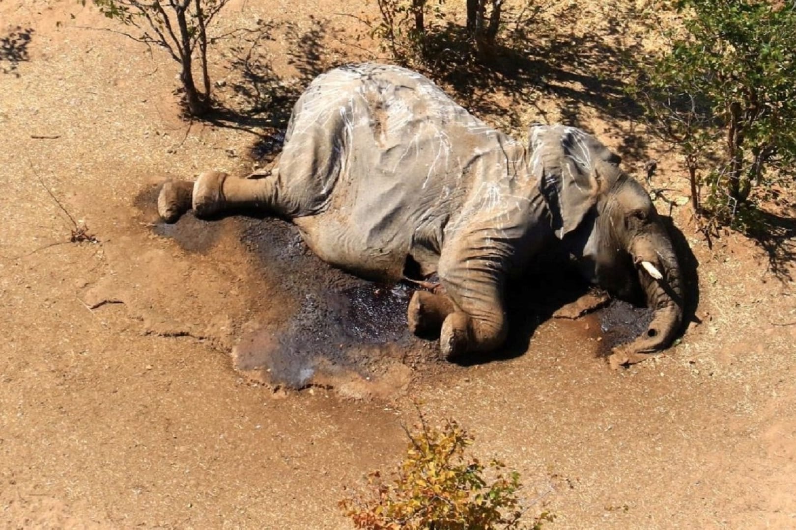 Rätselhaftes Massensterben: Aufnahmen aus der Luft zeigen zahlreiche tote Elefanten im Okavango-Delta in Botsuana.