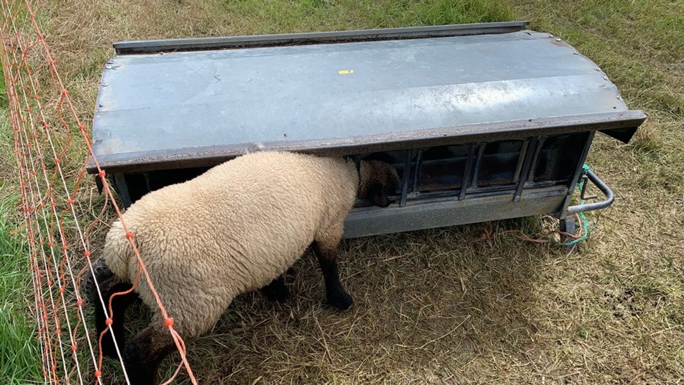 Ein Schaf steckt mit dem Kopf in einer Futterstelle fest: Die Feuerwehr musste es befreien.