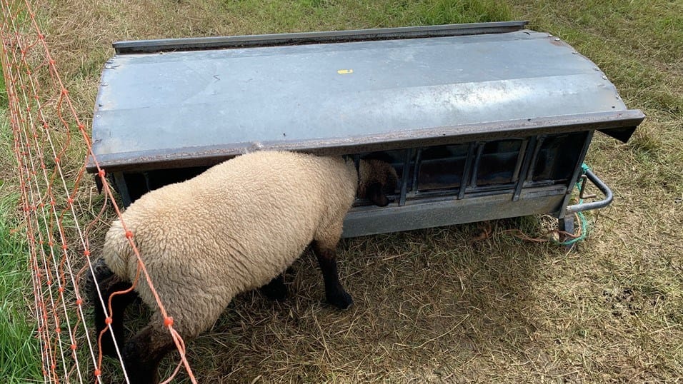 Ein Schaf steckt mit dem Kopf in einer Futterstelle fest: Die Feuerwehr musste es befreien. Ein Schaf steckt mit dem Kopf in einer Futterstelle fest: Die Feuerwehr musste es befreien.