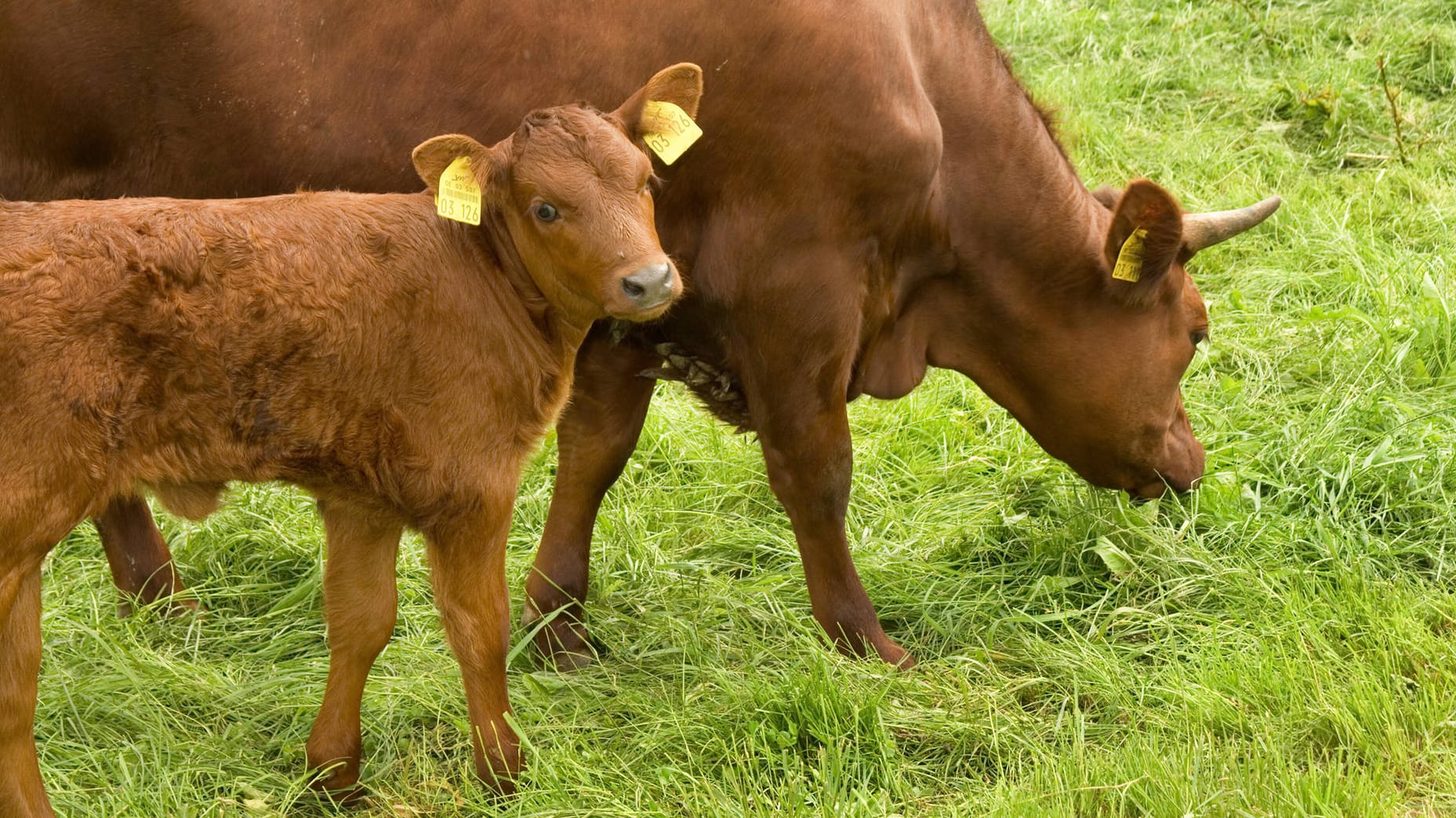 Eine Kuh mit ihrem Kalb: In Rheinland-Pfalz starben zwei Tiere als sie mit einem Zug kollidierten. (Symbolfoto) Eine Kuh mit ihrem Kalb: In Rheinland-Pfalz starben zwei Tiere als sie mit einem Zug kollidierten. (Symbolfoto)