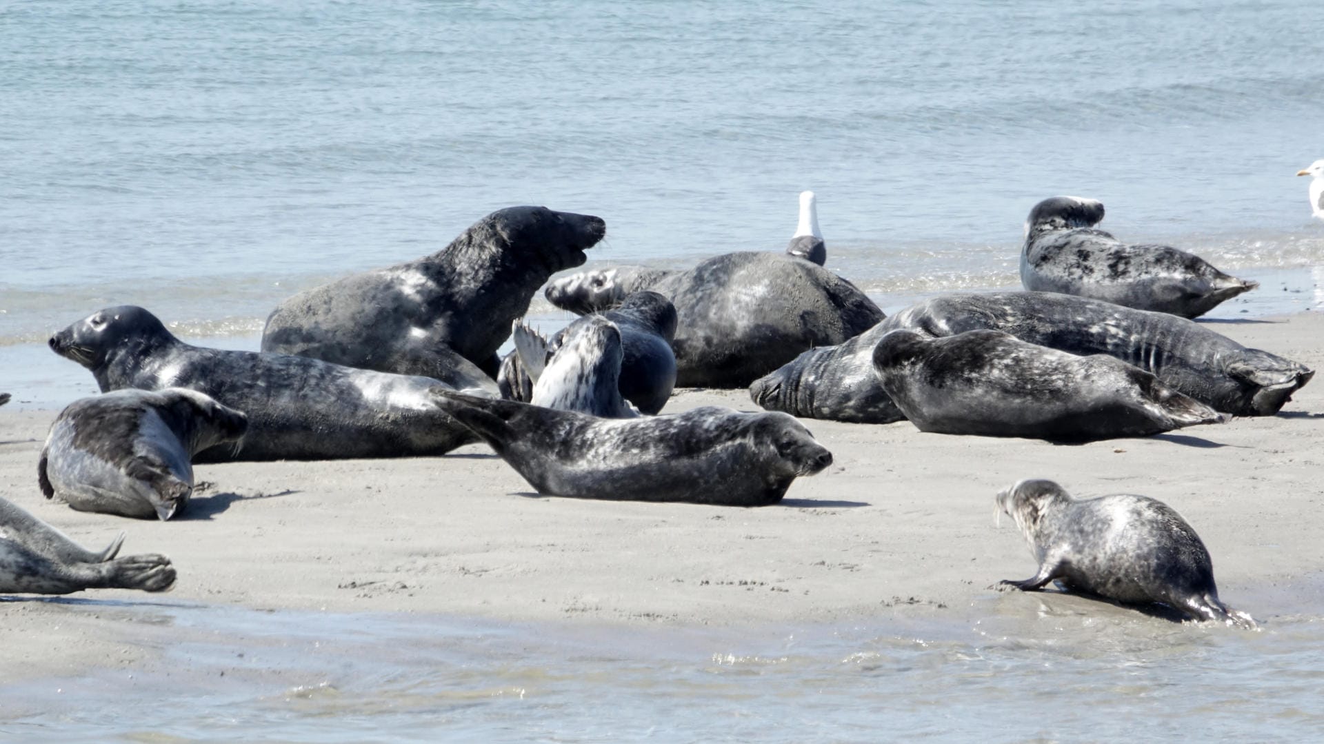 Robben liegen am Strand der Düne vor Helgoland: Dieses Jahr scheint es zu besonders viel Nachwuchs bei den Kegelrobben gekommen zu sein.