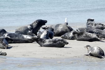 Robben liegen am Strand der Düne vor Helgoland: Dieses Jahr scheint es zu besonders viel Nachwuchs bei den Kegelrobben gekommen zu sein.
