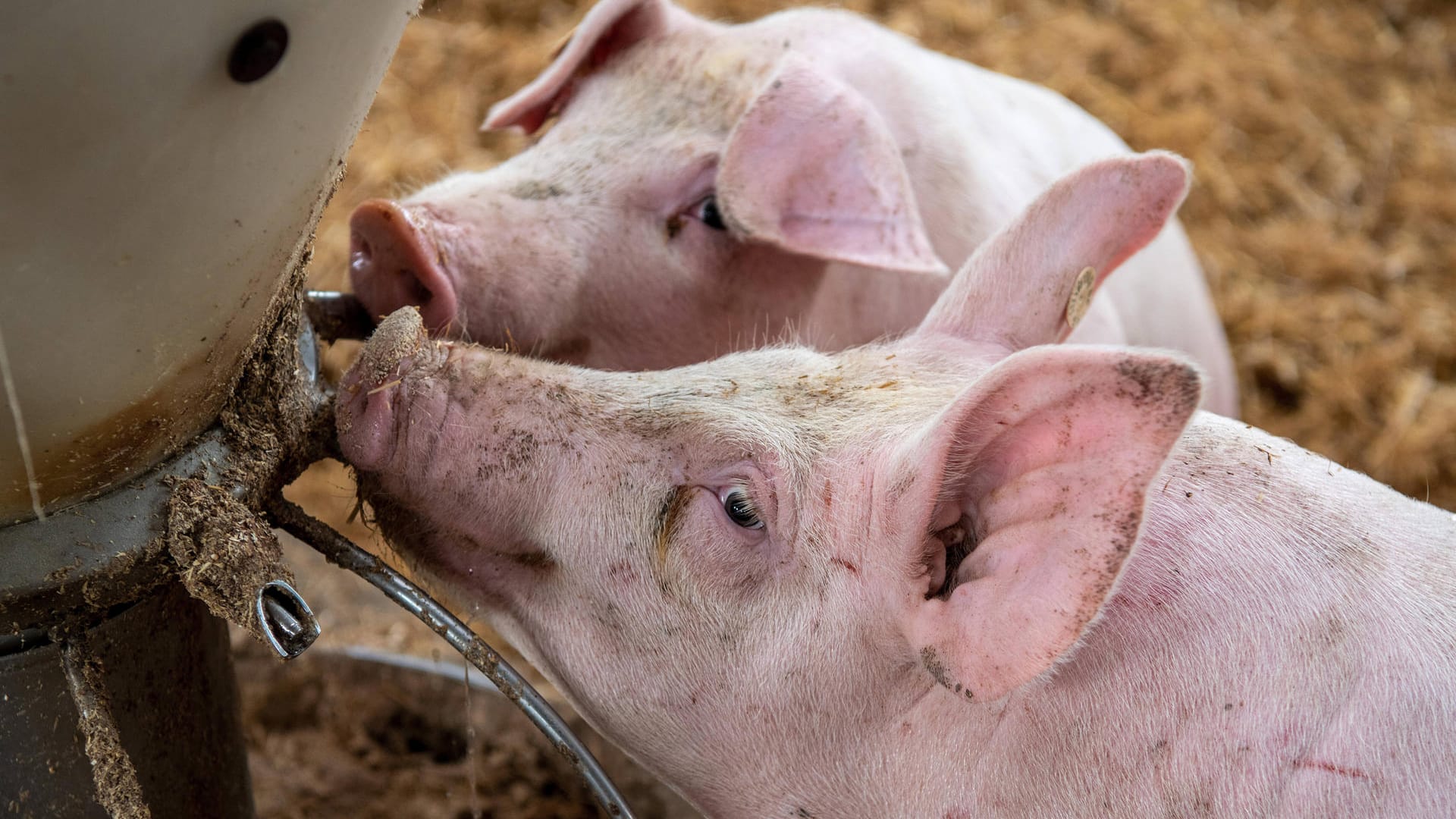 Schweine im Stall: Der Bundestag hat sich für mehr Tierschutz in der Haltung ausgesprochen – bis 2040 sollen die Standards schrittweise erhöht werden.