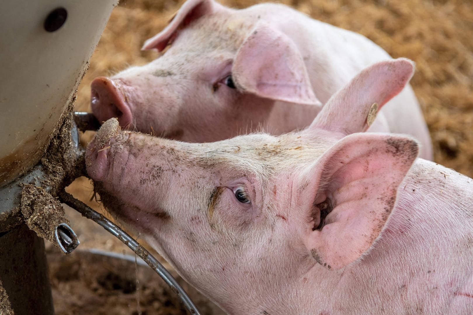 Schweine im Stall: Der Bundestag hat sich für mehr Tierschutz in der Haltung ausgesprochen – bis 2040 sollen die Standards schrittweise erhöht werden.