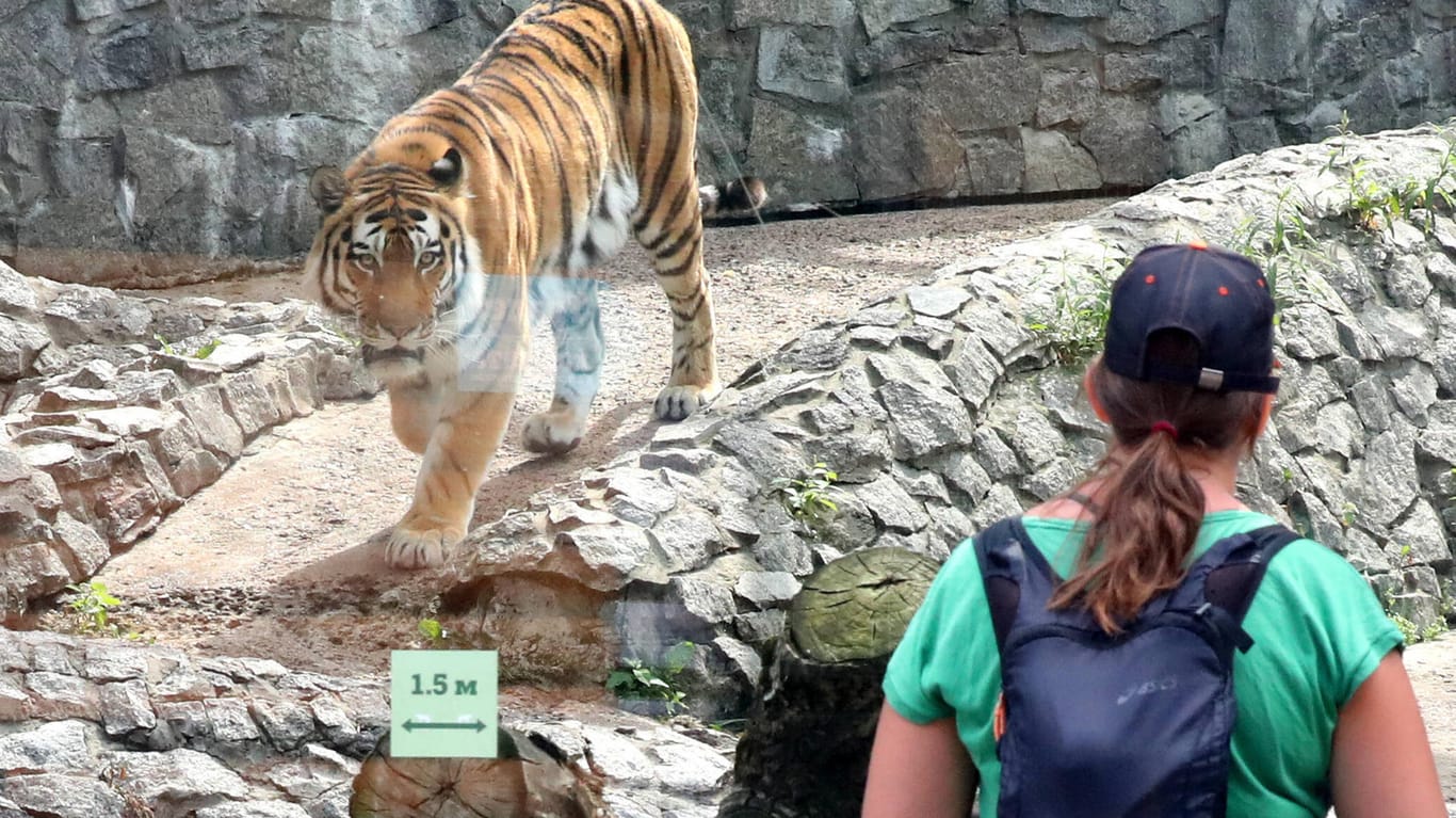 Tiger in einem Zoo: In Zürich wurde eine Pflegerin von einer Armurtigerin angegriffen.