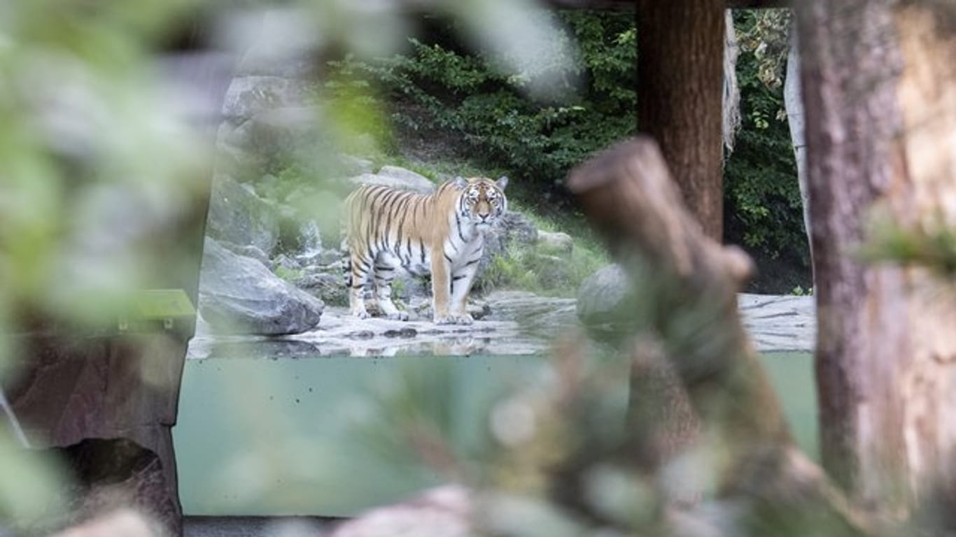 Ein Tiger-Männchen im Zoo Zürich.