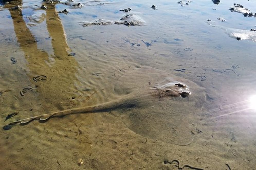 Ein Nagelrochen liegt im seichten Wasser im Watt vor Baltrum.