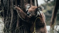 Australien: So wollen Tierärzte Koala und Co. retten