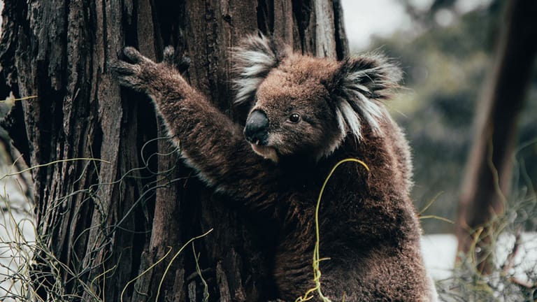 Ein Koala hängt an einem verbrannten Baum: Die Population der ikonischen Tiere wurden durch die Buschbrände besonders beeinträchtigt.