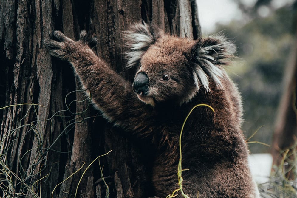 Ein Koala hängt an einem verbrannten Baum: Die Population der ikonischen Tiere wurden durch die Buschbrände besonders beeinträchtigt.