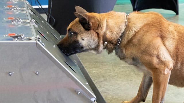 Donnie ist ein Spürhund der Bundeswehr. Donnie ist ein Spürhund der Bundeswehr.