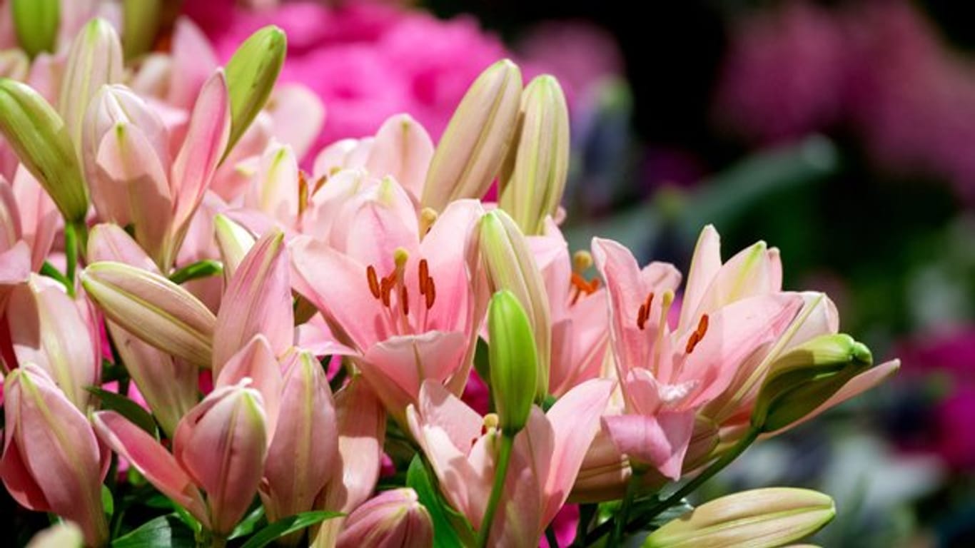Lilien können sich zehn Tage oder länger in der Vase halten.