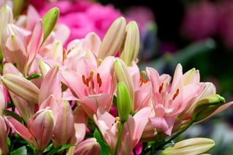 Lilien können sich zehn Tage oder länger in der Vase halten.