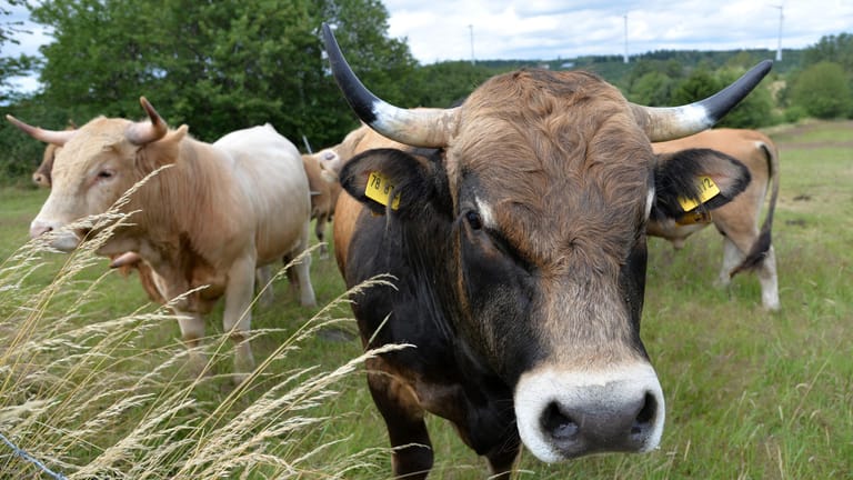 Schlachten: Rinder laufen auf einer Weide. Sie werden dort geboren und sie werden dort auch getötet.