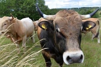 Schlachten: Rinder laufen auf einer Weide. Sie werden dort geboren und sie werden dort auch getötet.