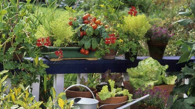 Gemüseanbau: Tomaten der Sorten 'Minipflaume' und 'Birdie' sowie verschiedene Basilikumsorten gedeihen gut auf einem Freisitz.