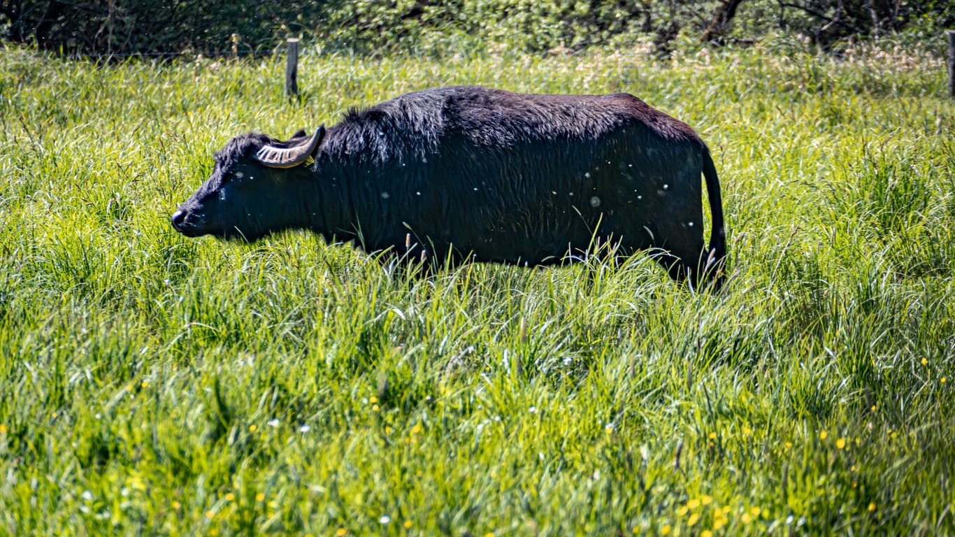 Ein Wasserbüffel im Gras (Symbolbild): In Köln sind zwei solche Tiere in eine Naturschutzgebiet eingezogen, um es vor Pflanzenausbreitung zu schützen.