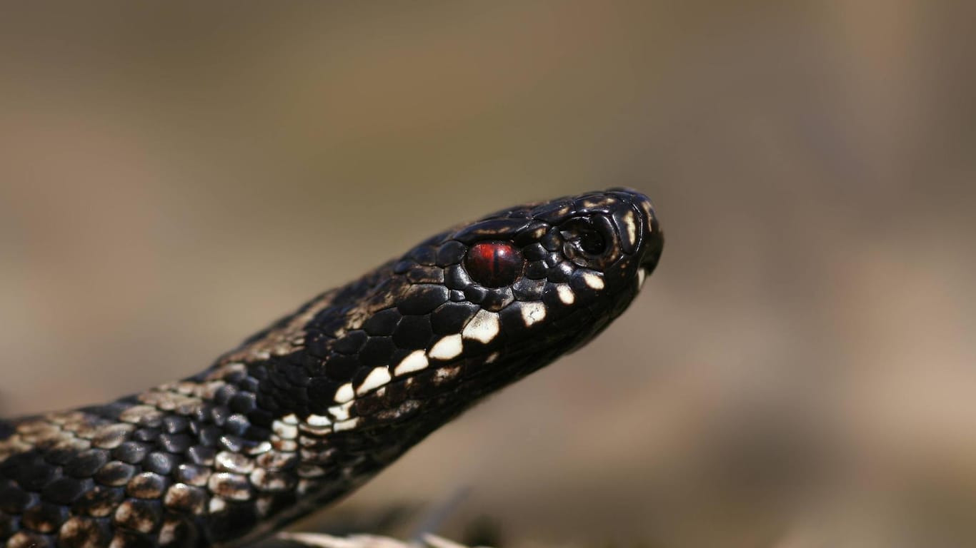 Eine Kreuzotter blickt angriffslustig: Die Schlange ist nicht ungefährlich.