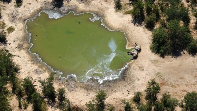 Innerhalb eines Monats wurden laut Behördenangaben 162 tote Elefanten im nordwestlich gelegenen Okavango-Delta gezählt. Innerhalb eines Monats wurden laut Behördenangaben 162 tote Elefanten im nordwestlich gelegenen Okavango-Delta gezählt.