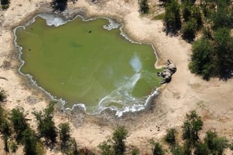 Innerhalb eines Monats wurden laut Behördenangaben 162 tote Elefanten im nordwestlich gelegenen Okavango-Delta gezählt.