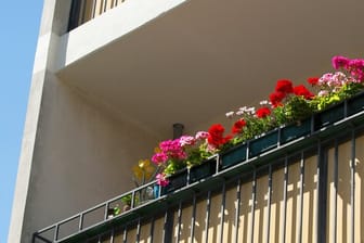 Balkonpflanzen: Damit Geranien auch nach Ihrem Sommerurlaub noch schön aussehen, sollten Sie sie vorab richtig versorgen.