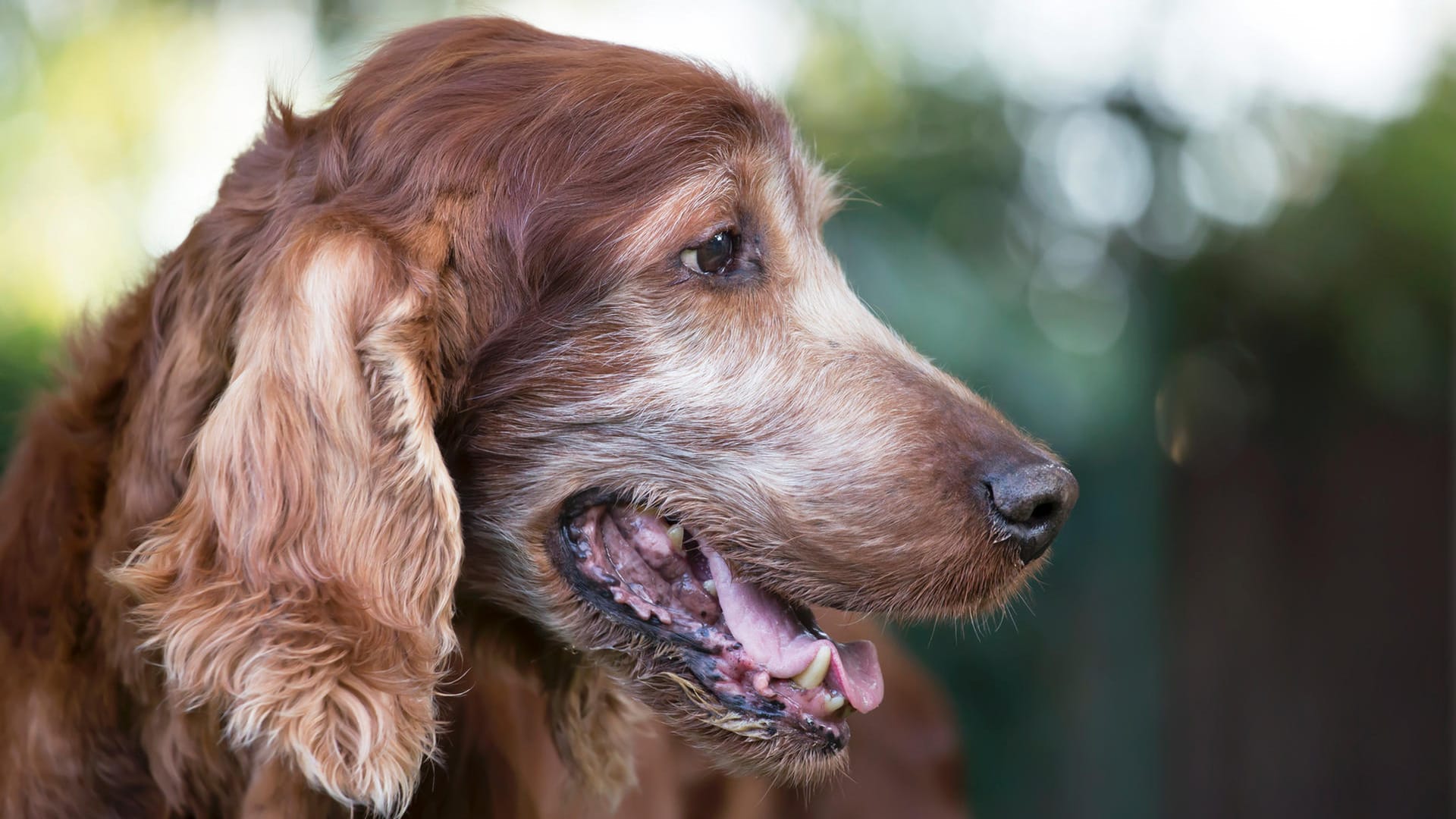 Hund: Die verschiedenen Rassen altern unterschiedlich.