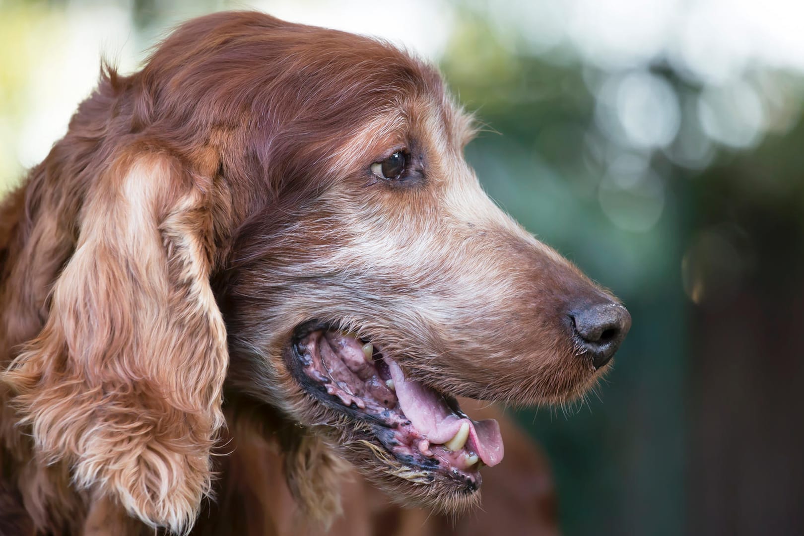 Hund: Die verschiedenen Rassen altern unterschiedlich.