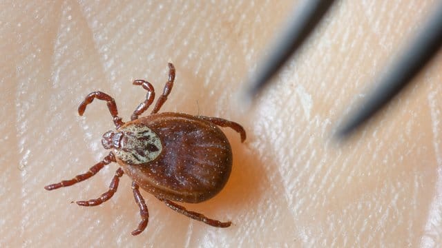 Am besten ist, man erwischt die Zecke, bevor sie in die Haut sticht. Am besten ist, man erwischt die Zecke, bevor sie in die Haut sticht.