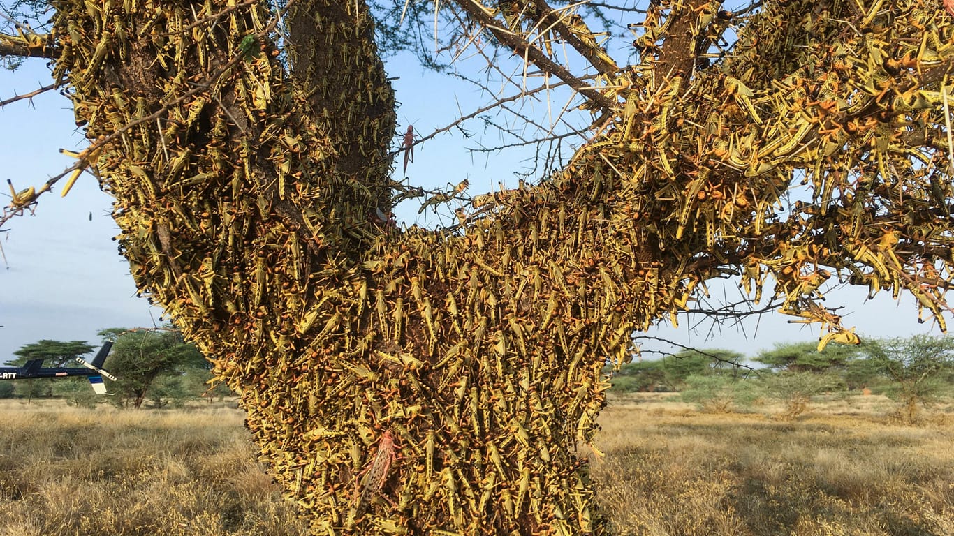 Kenia, Lodwar: Heuschrecken auf einem Baum.