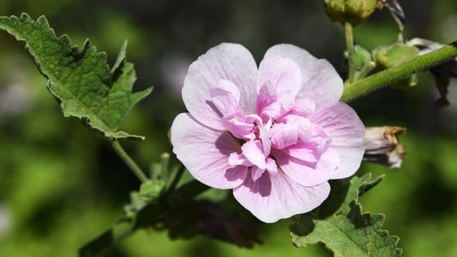 Stockrose: Die Pflanzenart wird häufig vom Rostpilz befallen.